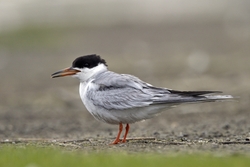 Common Tern