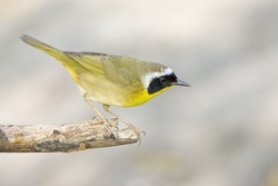Common Yellowthroat