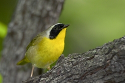 Common Yellowthroat
