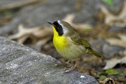 Common Yellowthroat