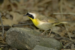 Common Yellowthroat