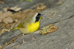 Common Yellowthroat