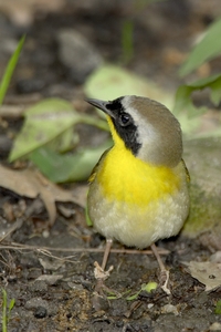 Common Yellowthroat