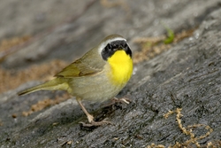 Common Yellowthroat