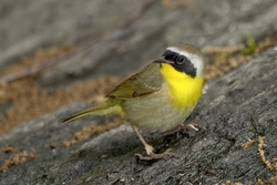 Common Yellowthroat