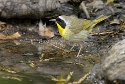 Common Yellowthroat