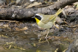 Common Yellowthroat
