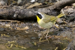 Common Yellowthroat