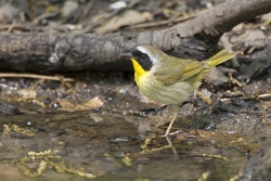 Common Yellowthroat