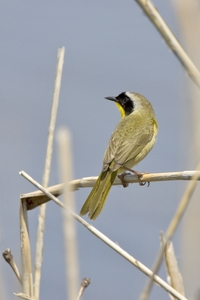 Common Yellowthroat