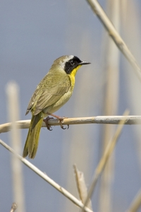 Common Yellowthroat