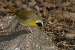 Common Yellowthroat