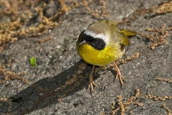 Common Yellowthroat