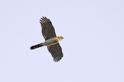 Coopers Hawk