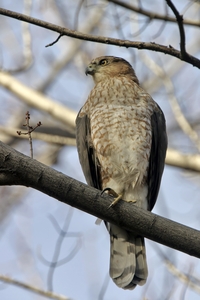 Coopers Hawk
