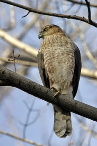 Coopers Hawk