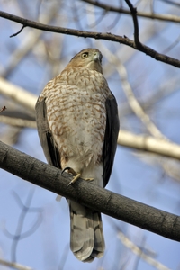 Coopers Hawk