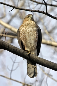 Coopers Hawk