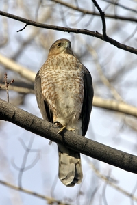 Coopers Hawk