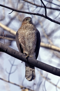 Coopers Hawk