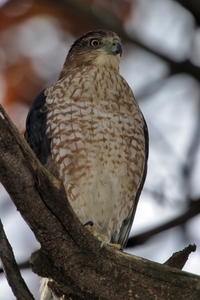 Coopers Hawk