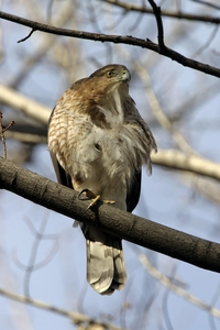 Coopers Hawk