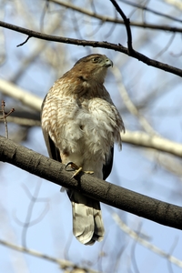Coopers Hawk