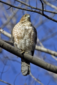 Coopers Hawk