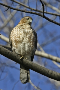 Coopers Hawk