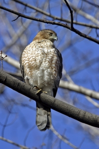 Coopers Hawk