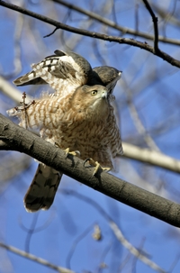 Coopers Hawk