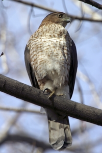Coopers Hawk
