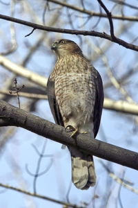 Coopers Hawk