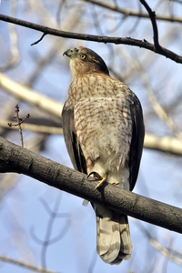 Coopers Hawk