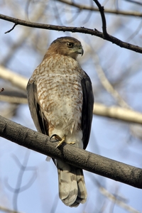 Coopers Hawk