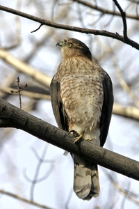 Coopers Hawk