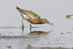 Curlew Sandpiper