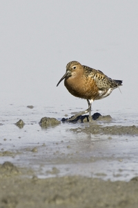 Curlew Sandpiper