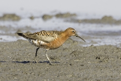 Curlew Sandpiper