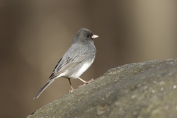 Dark-eyed Junco