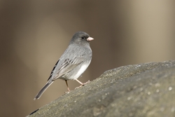 Dark-eyed Junco