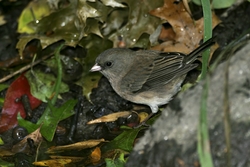 Dark-eyed Junco