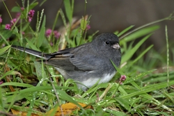 Dark-eyed Junco