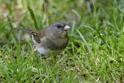 Dark-eyed Junco