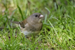 Dark-eyed Junco