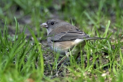 Dark-eyed Junco