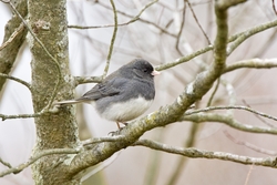 Dark-eyed Junco