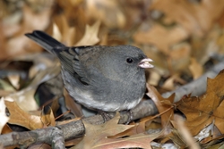 Dark-eyed Junco