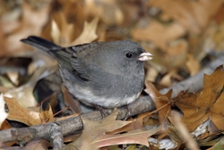 Dark-eyed Junco