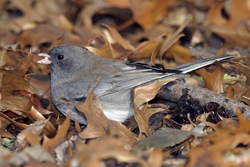 Dark-eyed Junco